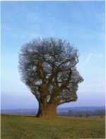 Pink Floyd Book Tree Of Half Life  1997