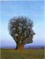 Pink Floyd Book Tree Of Half Life  1997
